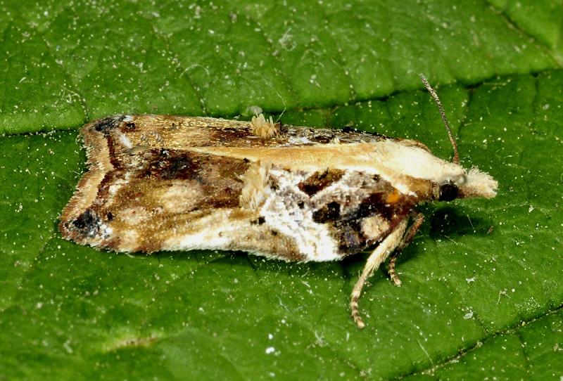 Acleris cristana, variabilit